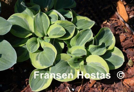 Hosta Frosted Mouse Ears